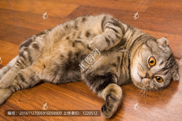 凱蒂