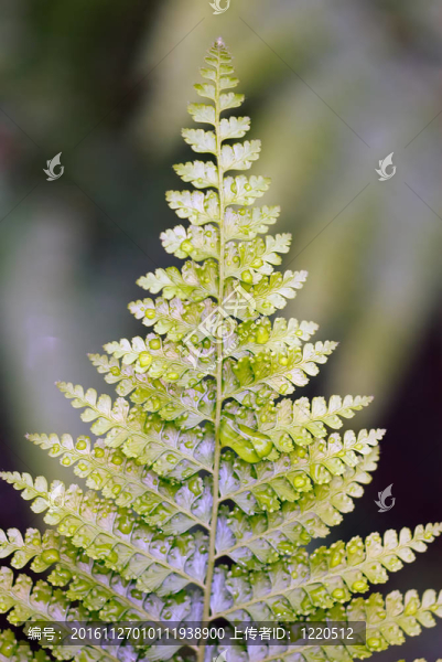 蕨類植物