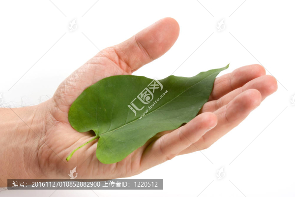 綠葉躺在棕櫚樹上