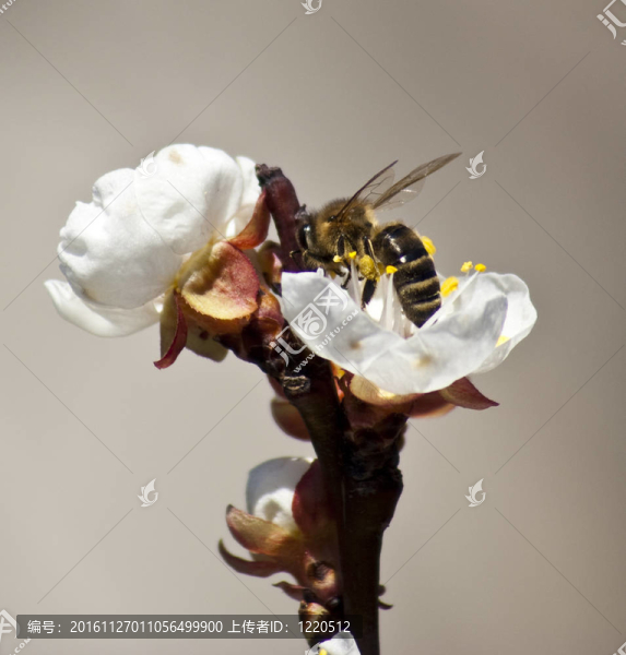 蜜蜂在花