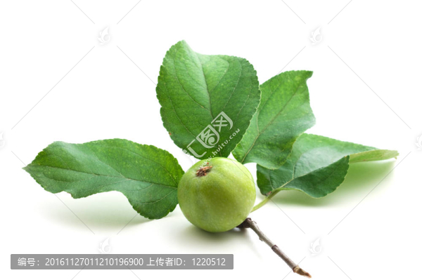 蘋(píng)果和葉子