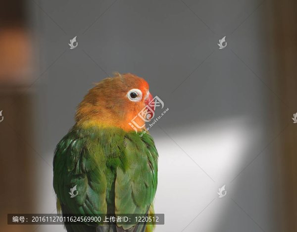 橙色和Green,Parrot
