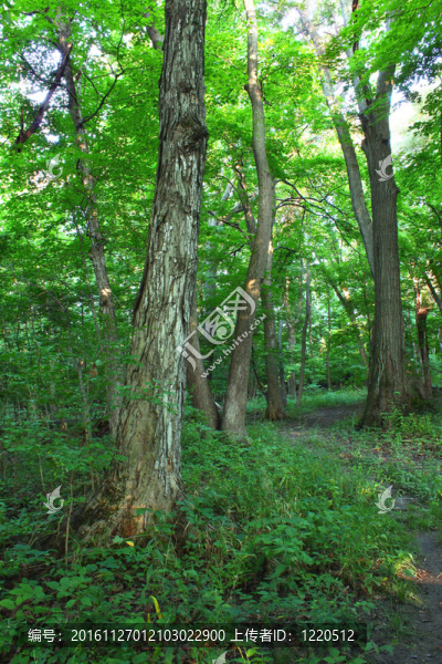 森林風(fēng)景-,Shabbona；伊利諾斯