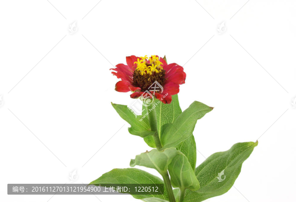 紅色的花（香仙）