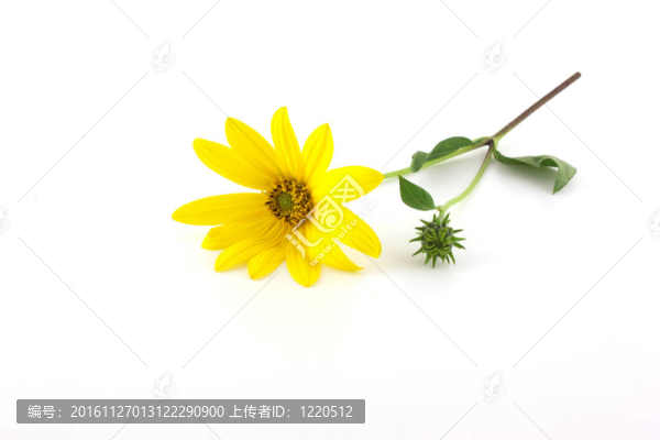 黃色的花
