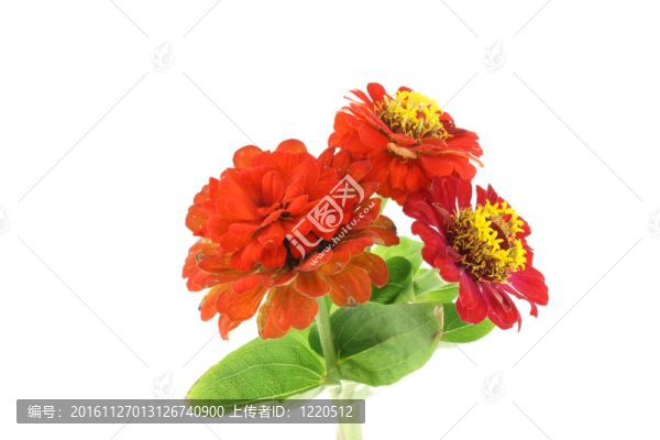 紅色的花