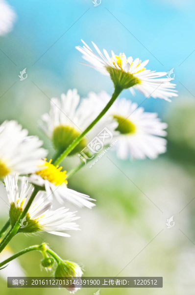 夏天的草地上有白色的花