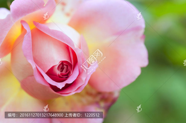 美麗多彩的粉紅色玫瑰花