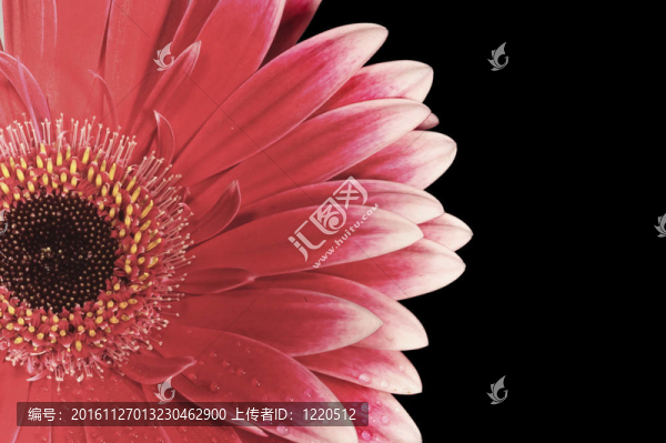 非洲菊雛菊孤立在黑