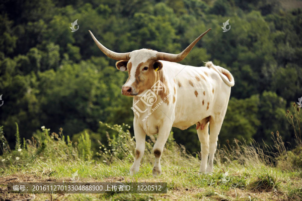 德克薩斯長(zhǎng)角牛