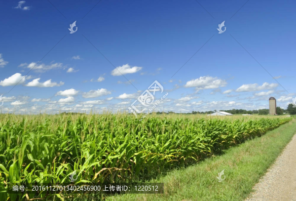 玉米田