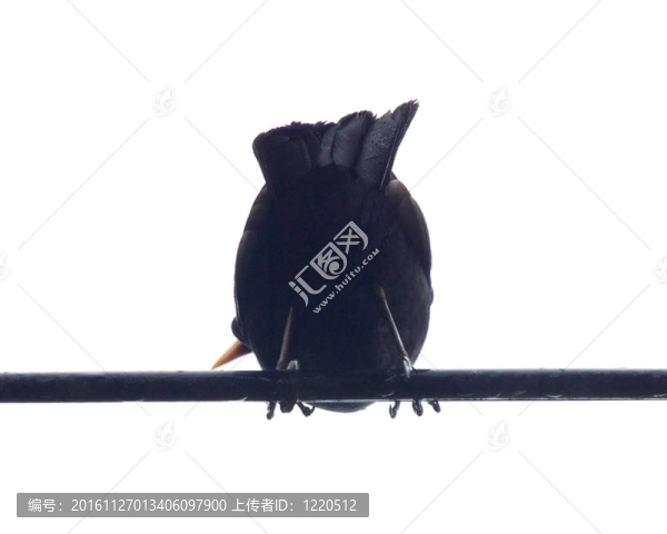 黑鳥