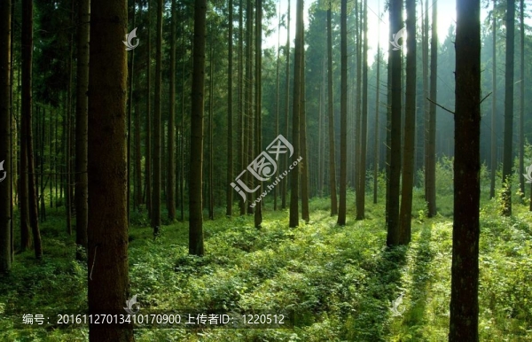 木材
