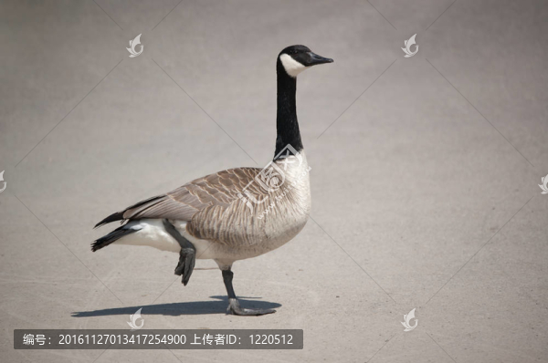 加拿大鵝站在一條腿上