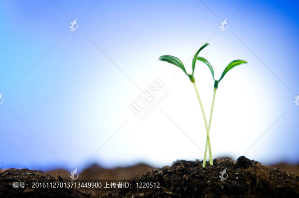 新生命觀中的綠色幼苗