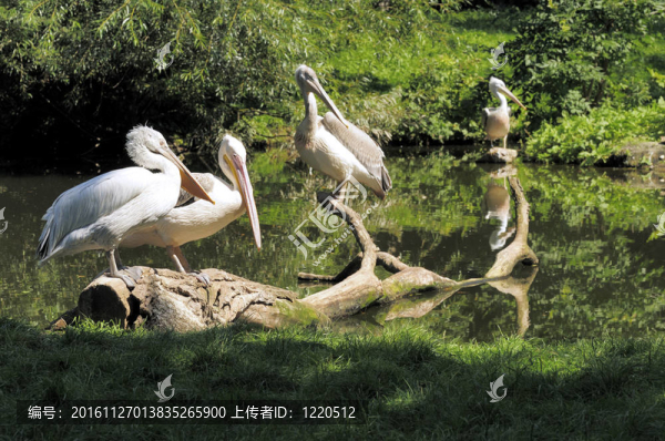 卷羽鵜鶘