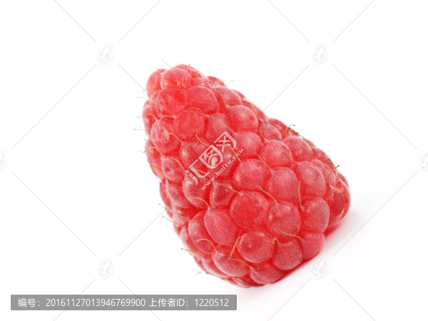 紅樹莓