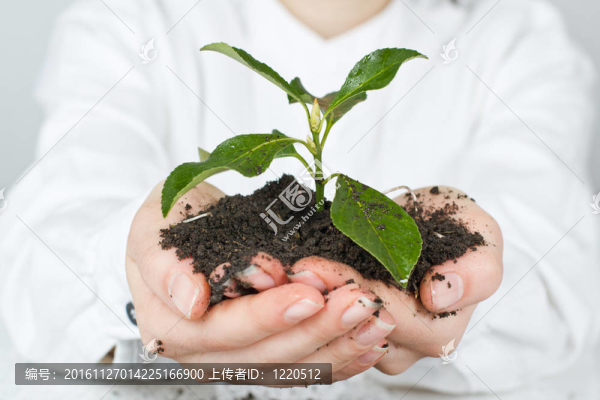 小植物生長