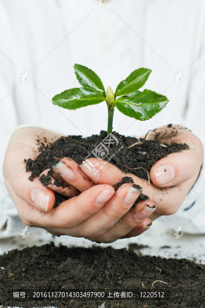 小植物生長
