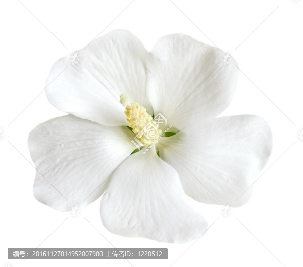 白芙蓉