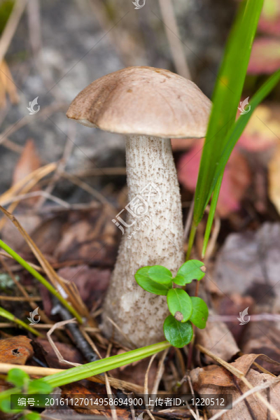 褐蓋牛肝菌