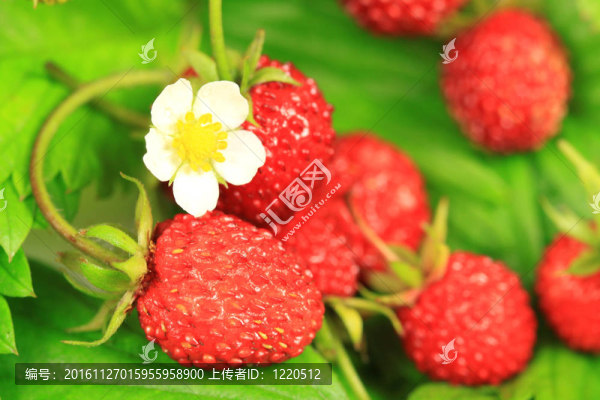 野生草莓花