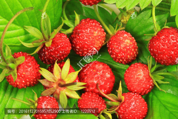 野草莓的宏