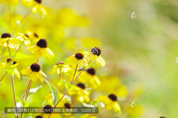 黃色的花