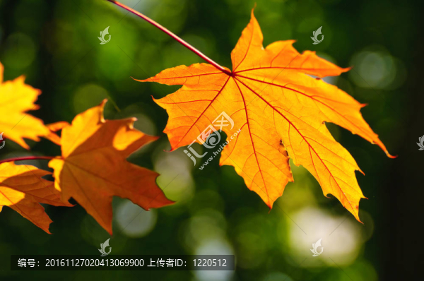 秋天來了