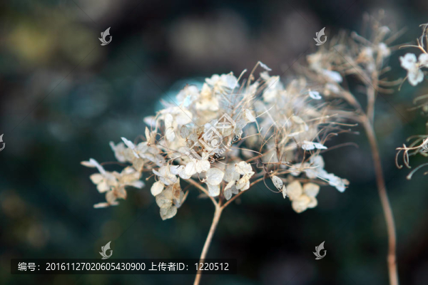 干燥花