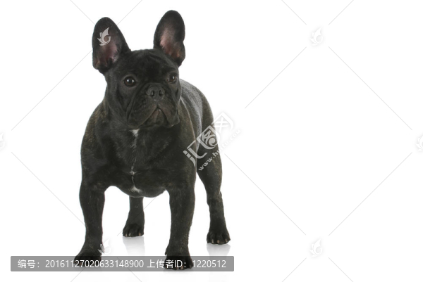 法國(guó)斗牛犬站