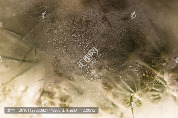凍花。冰立方體上的花