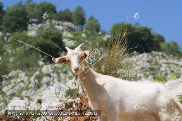 在Picos,de,Europa山羊；奧維耶多；西班牙