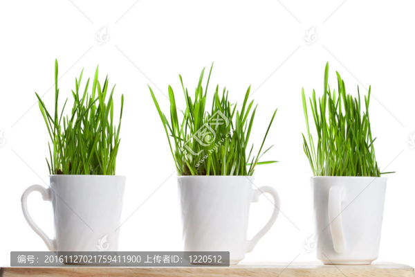 咖啡杯里的新鮮青草