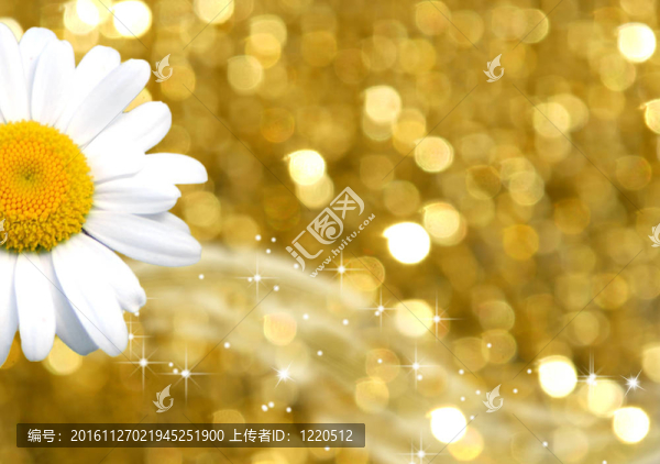 背景黃金和菊花