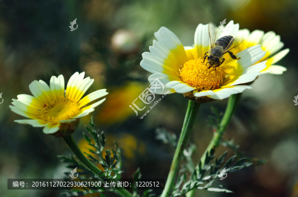 蜜蜂