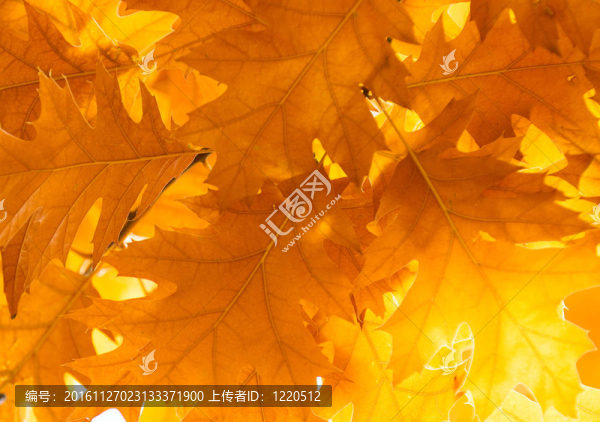 紅葉；淺焦點(diǎn)