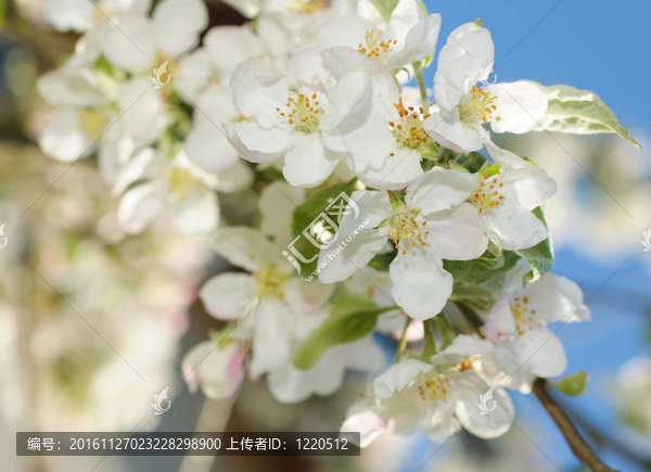 蘋果樹花
