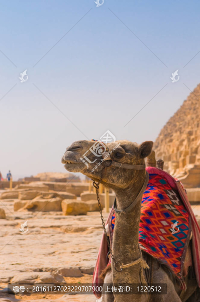 駱駝旁邊的金字塔在Giza；開羅