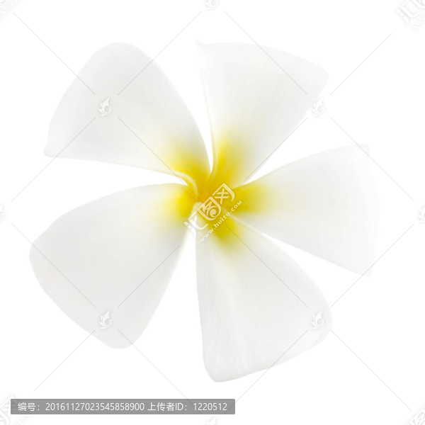 雞蛋花