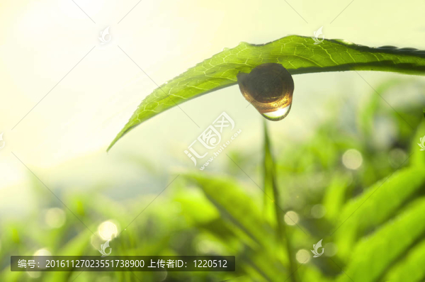 茶自然綠色概念照片