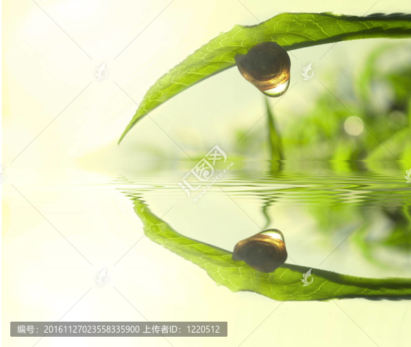綠茶葉概念照片