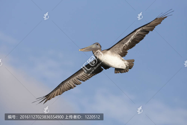 棕鵜鶘