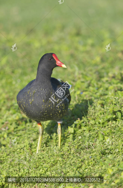 黑水雞