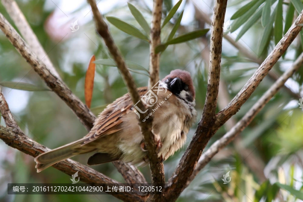 困倦的歐亞麻雀