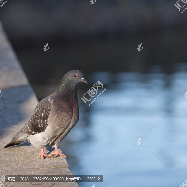 鴿子（Columba,palumbus）
