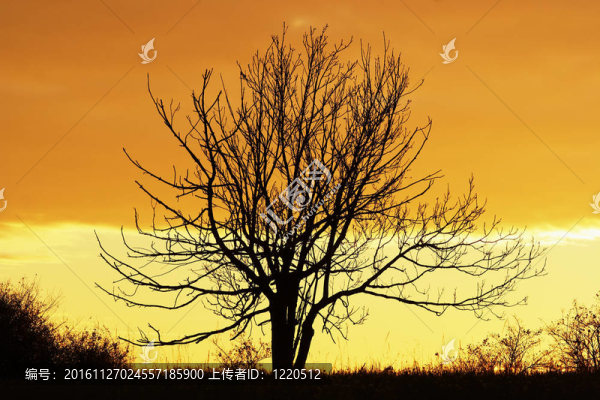 夕陽中的孤獨的樹