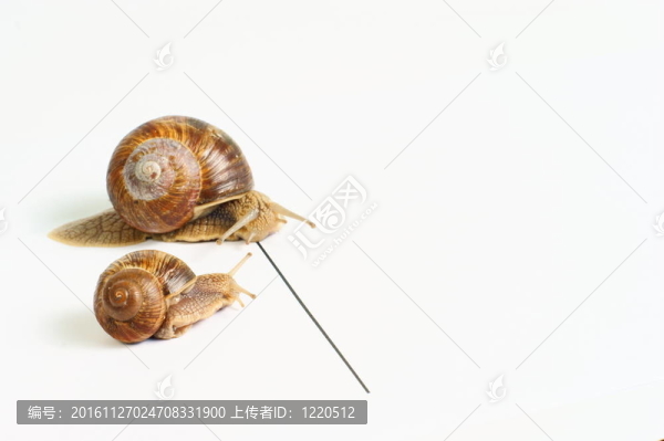 花園里的蝸牛賽跑