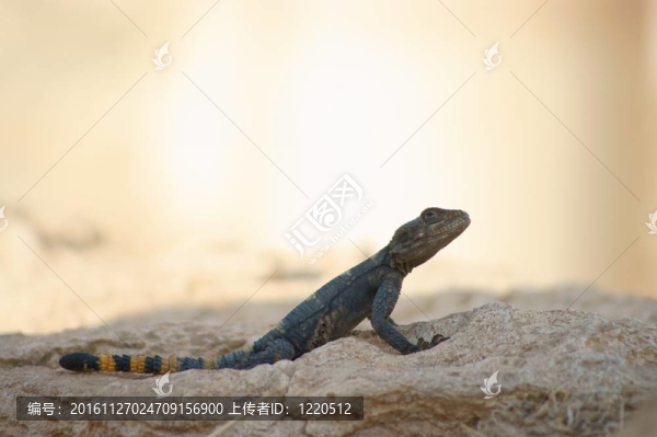 蜥蜴坐在石頭上