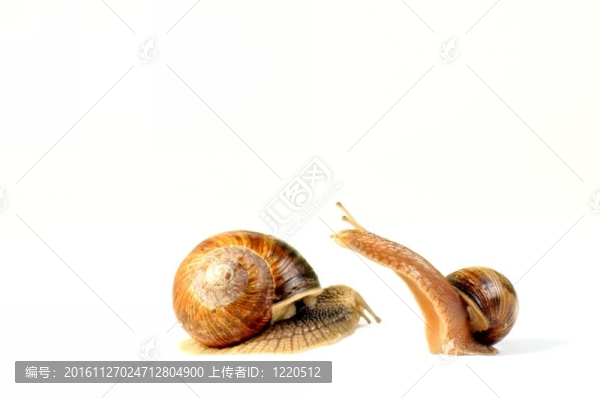 花園里的蝸牛賽跑